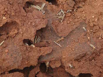 p2361 Termite chamber 2